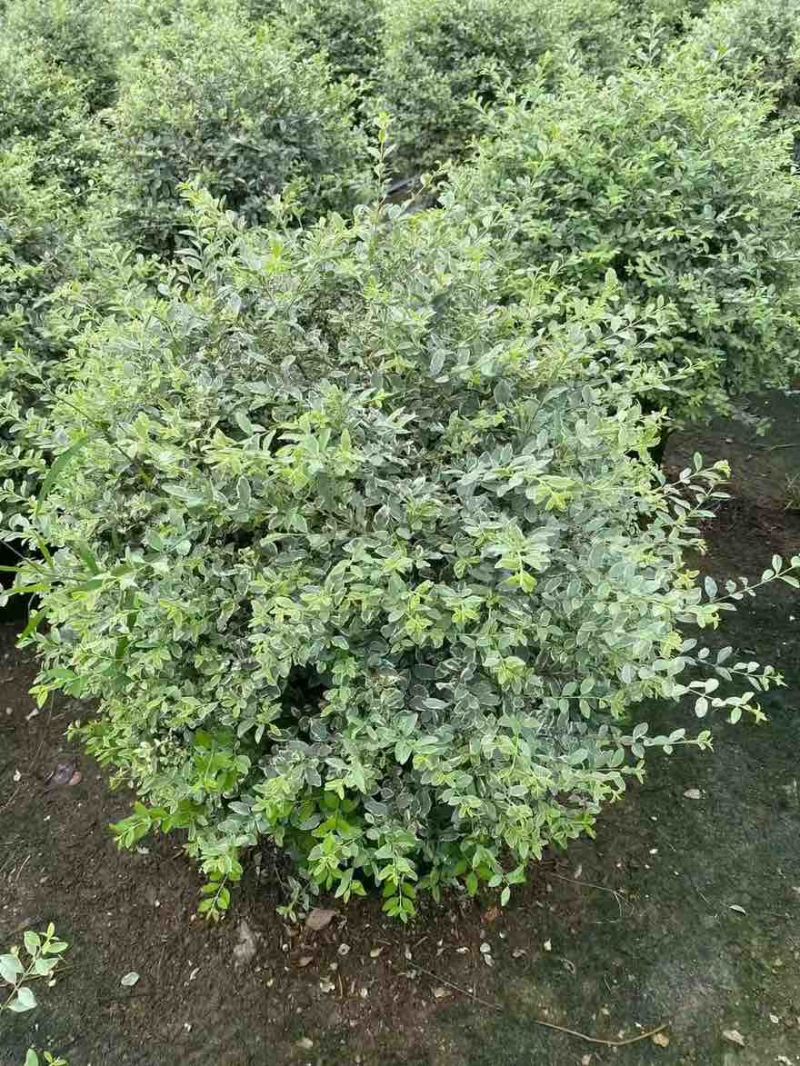 银姬小蜡球50-150高，基地直销，一手货源，大量低价出售