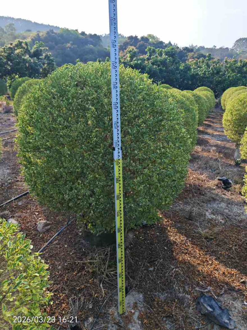 银姬小蜡球50-150高，基地直销，一手货源，大量低价出售
