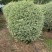 银姬小蜡球50-150高，基地直销，一手货源，大量低价出售