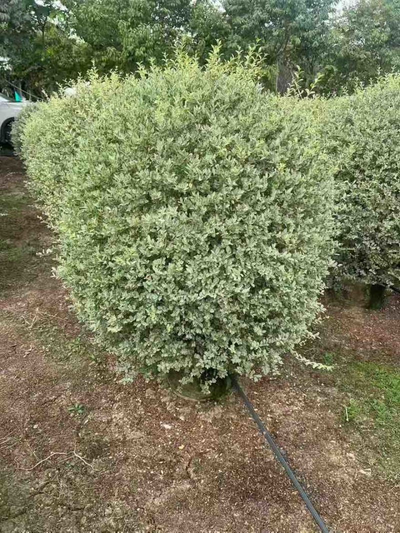 银姬小蜡球50-150高，基地直销，一手货源，大量低价出售