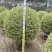 银姬小蜡球50-150高，基地直销，一手货源，大量低价出售