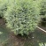 银姬小蜡球50-150高，基地直销，一手货源，大量低价出售