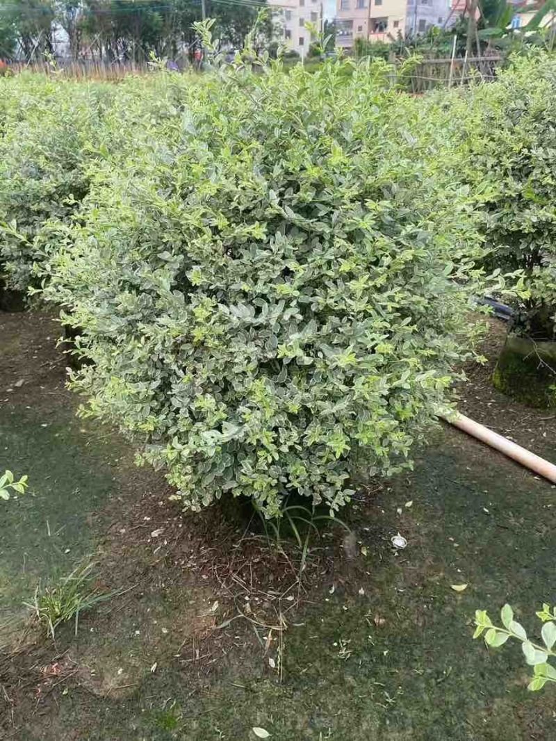 银姬小蜡球50-150高，基地直销，一手货源，大量低价出售