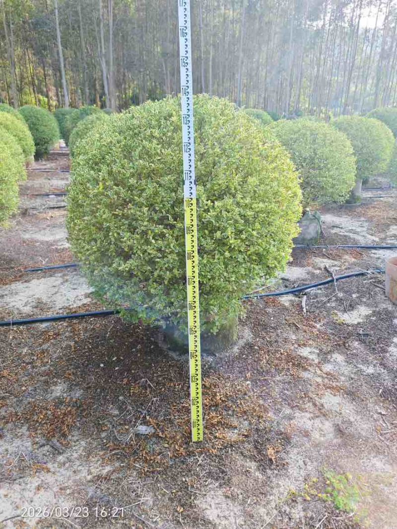 银姬小蜡球50-150高，基地直销，一手货源，大量低价出售