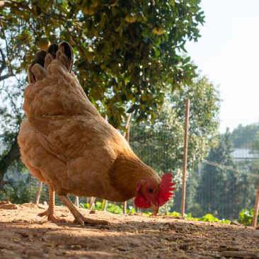 土鸡