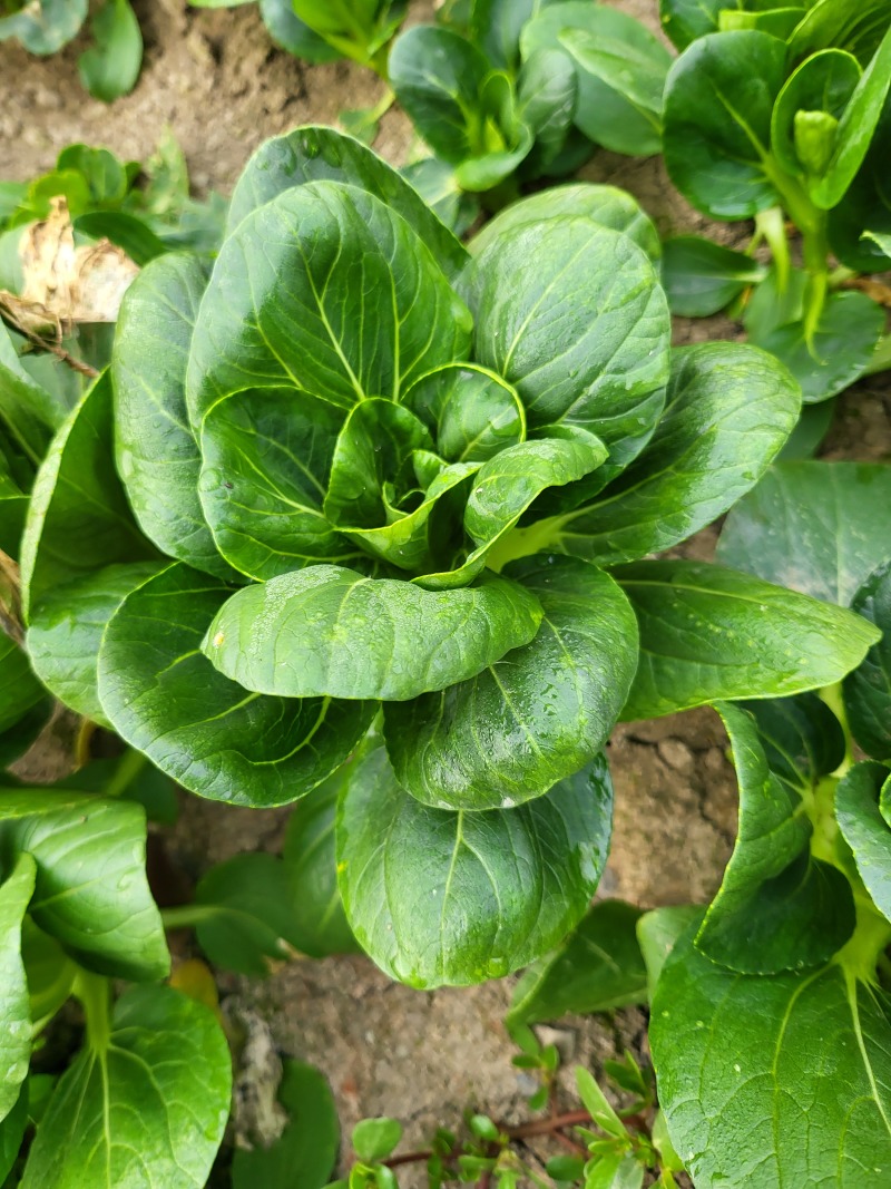 矮脚菜