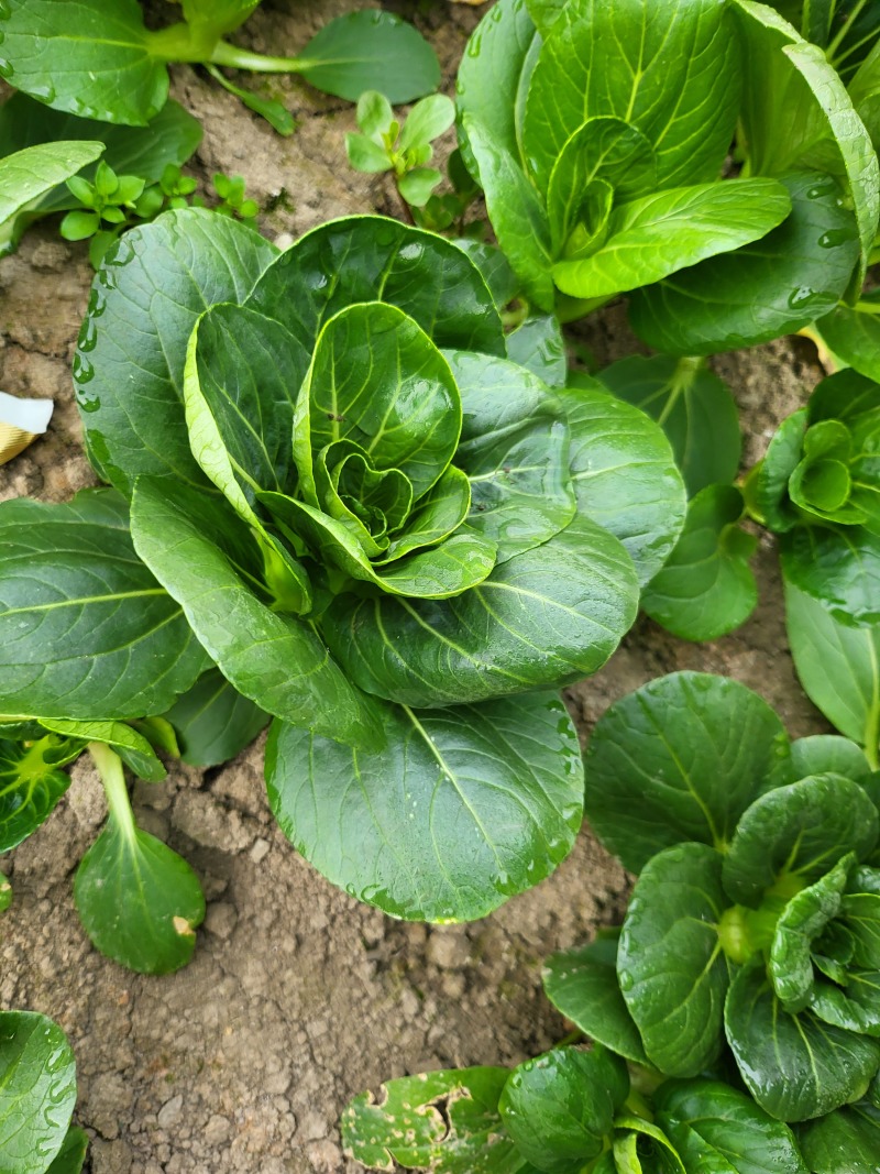 矮脚菜