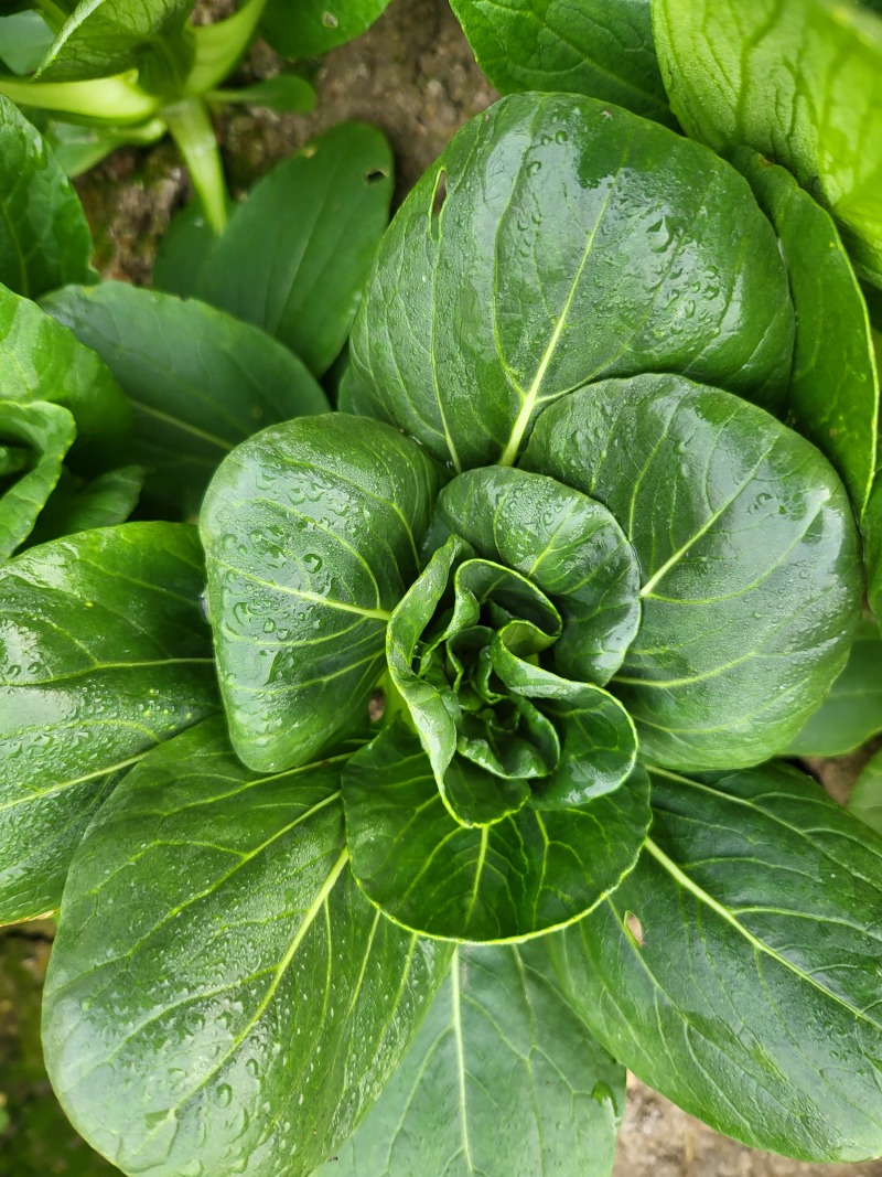 矮脚菜
