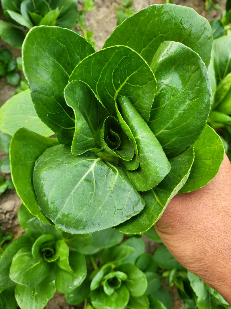 矮脚菜