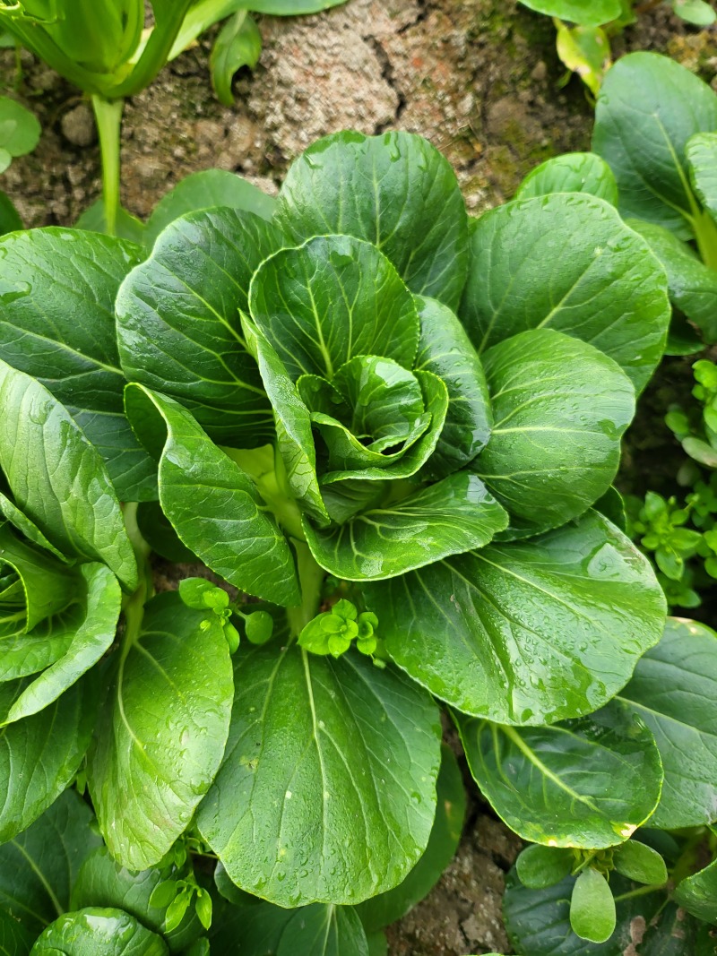 矮脚菜