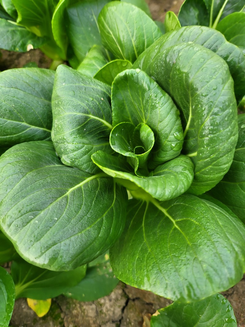 矮脚菜