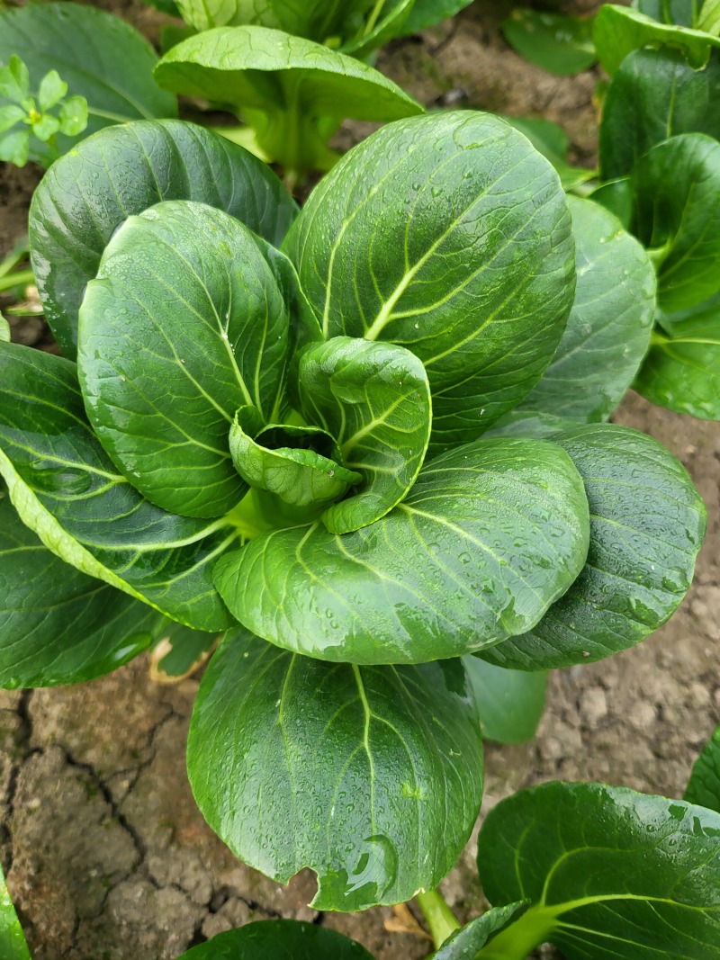 矮脚菜