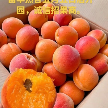 山西省永济市长旺村早熟杏基地