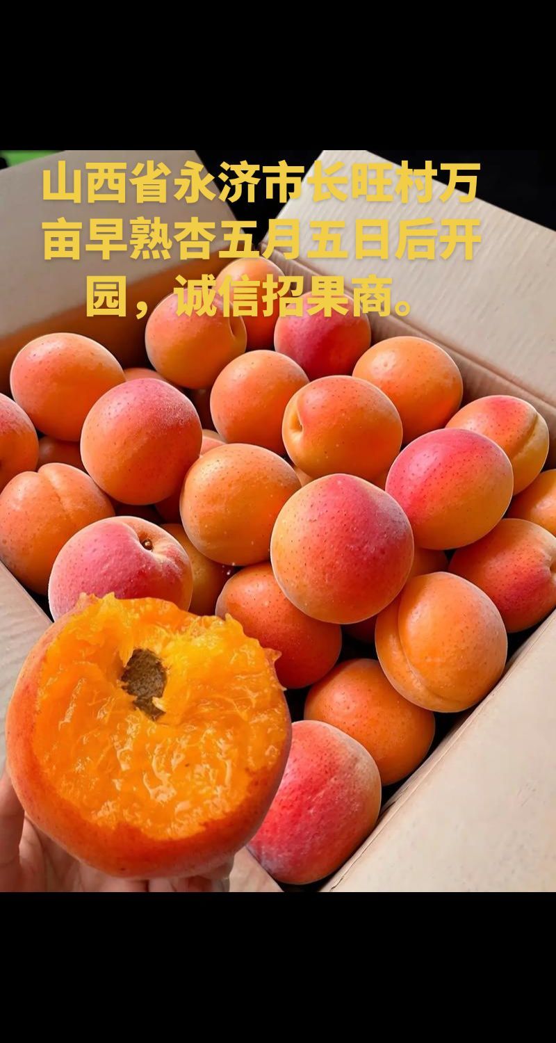 山西省永济市长旺村早熟杏基地