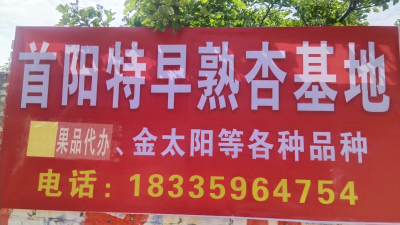 山西省永济市长旺村早熟杏基地