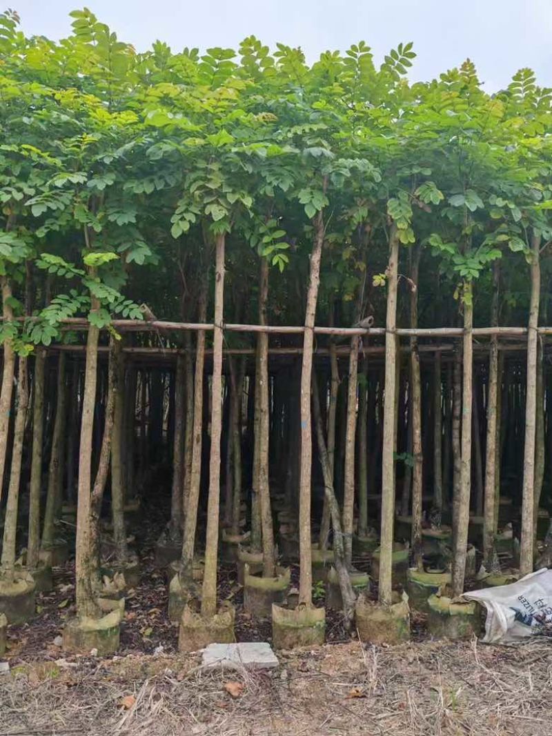大叶紫薇3-15分，截杠，骨架，基地直销，一手货源，大量出售