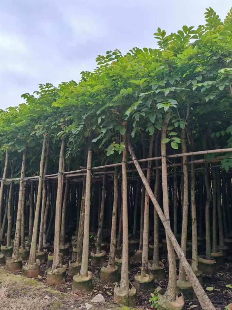 大叶紫薇3-15分，截杠，骨架，基地直销，一手货源，大量出售