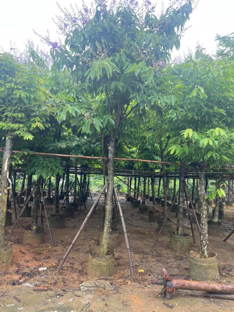 大叶紫薇3-15分，截杠，骨架，基地直销，一手货源，大量出售