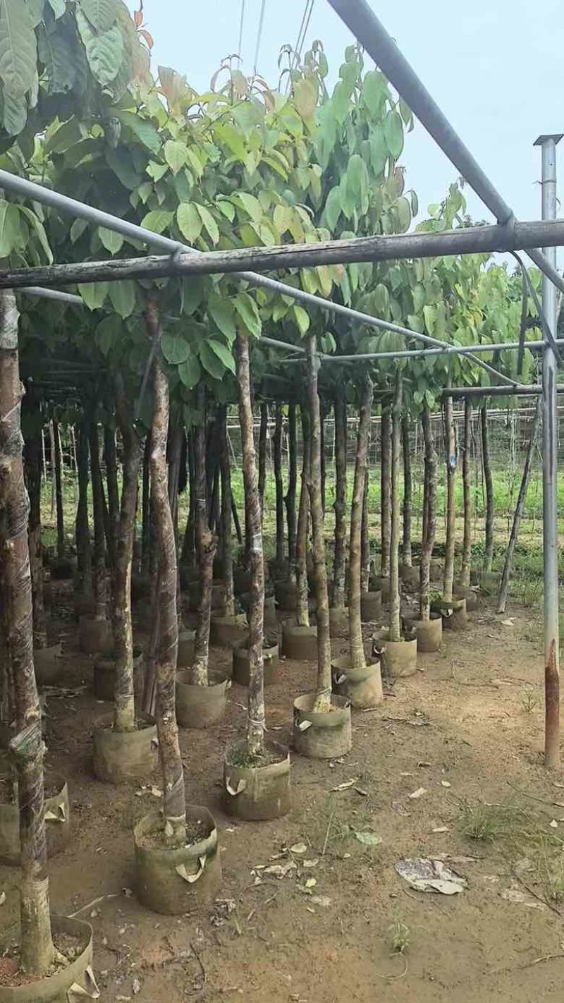 大叶紫薇3-15分，截杠，骨架，基地直销，一手货源，大量出售