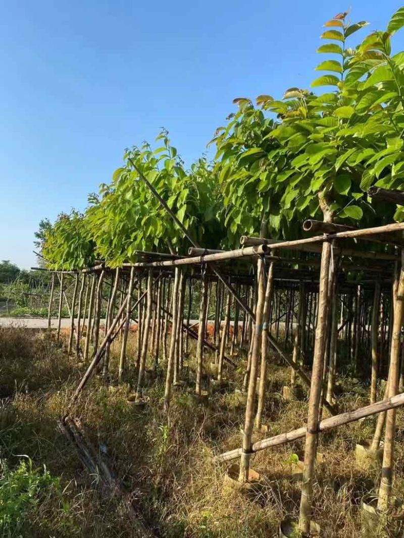 大叶紫薇3-15分，截杠，骨架，基地直销，一手货源，大量出售