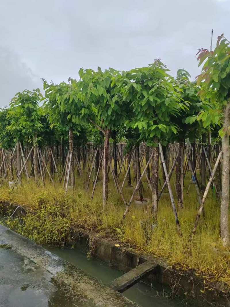 大叶紫薇3-15分，截杠，骨架，基地直销，一手货源，大量出售
