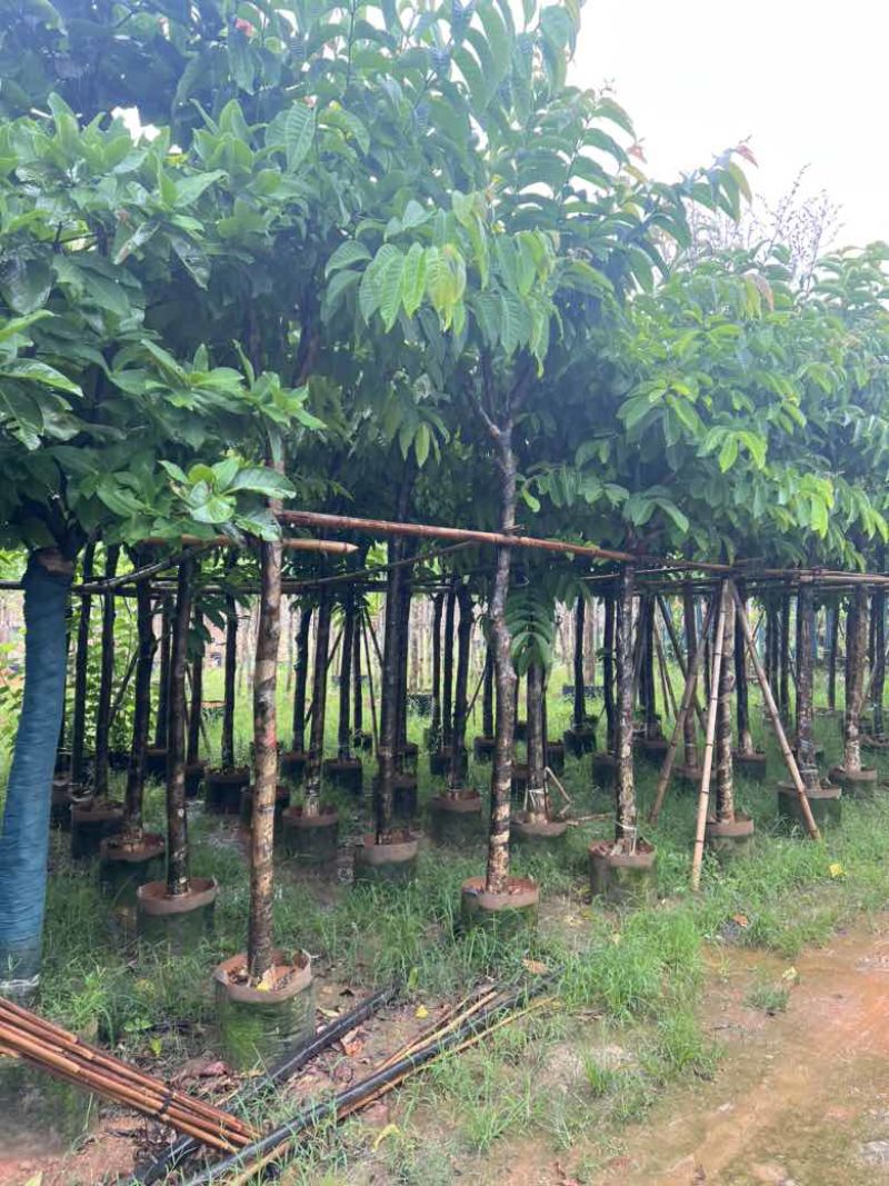 大叶紫薇3-15分，截杠，骨架，基地直销，一手货源，大量出售