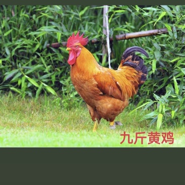 土公鸡