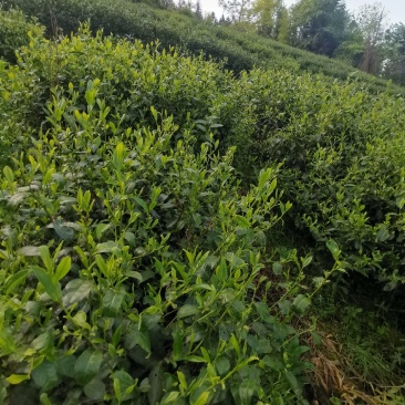 白沙绿茶
