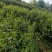 白沙绿茶