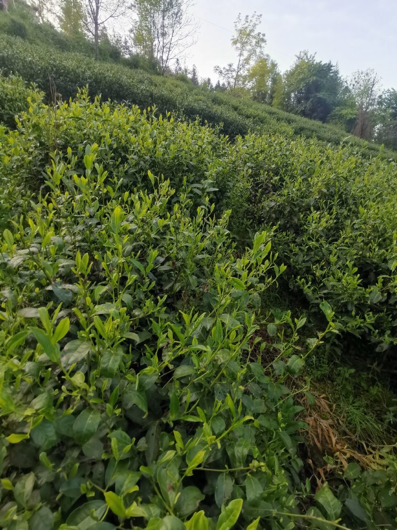 白沙绿茶