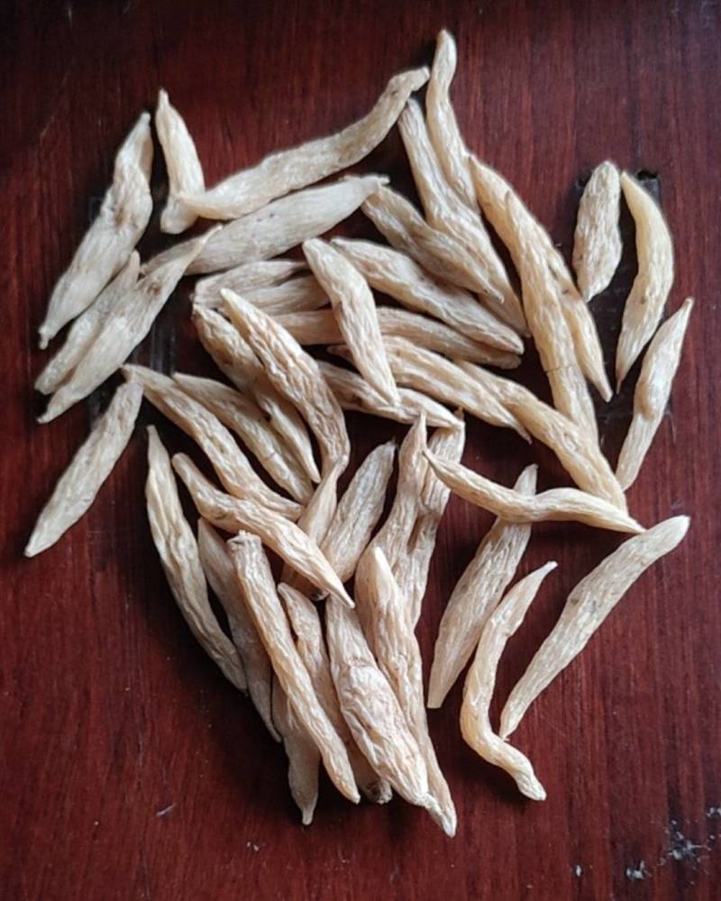 川麦冬
