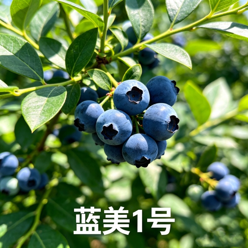 蓝美1号，2年生小钵苗，隔苗结果，亩产可达3000斤