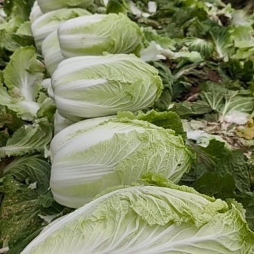 河南禹州大白菜