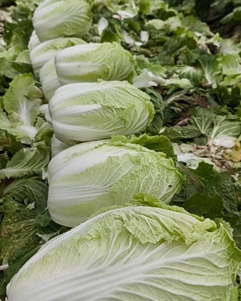 河南禹州大白菜