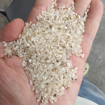 东北珍珠米