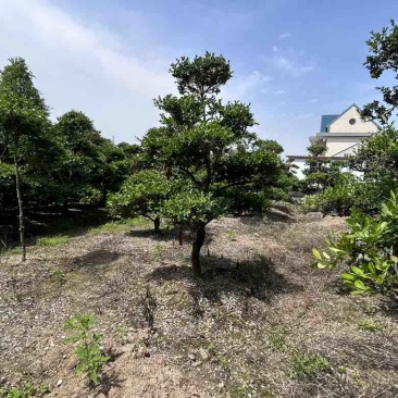 崇明大批黄杨树