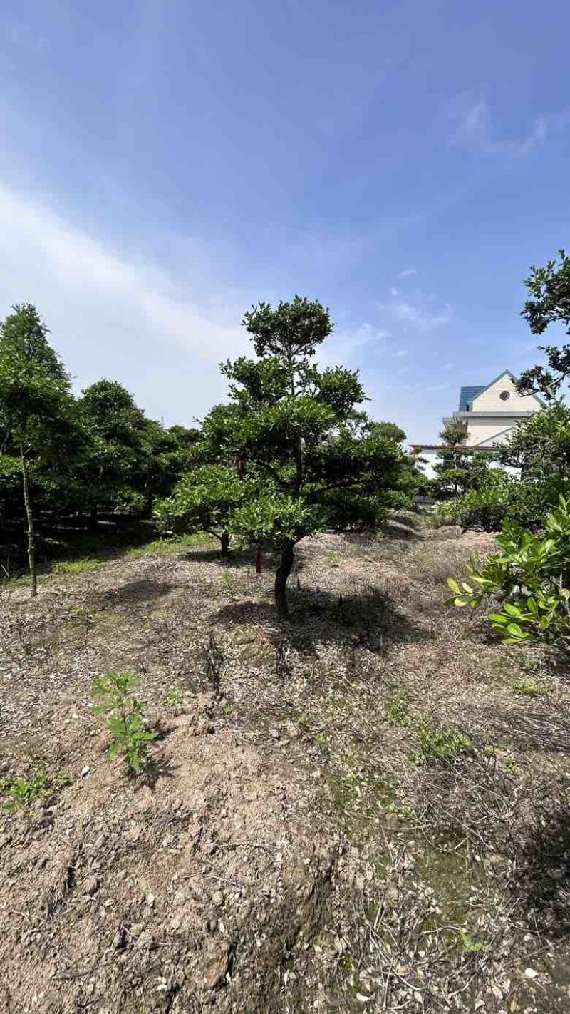 崇明大批黄杨树
