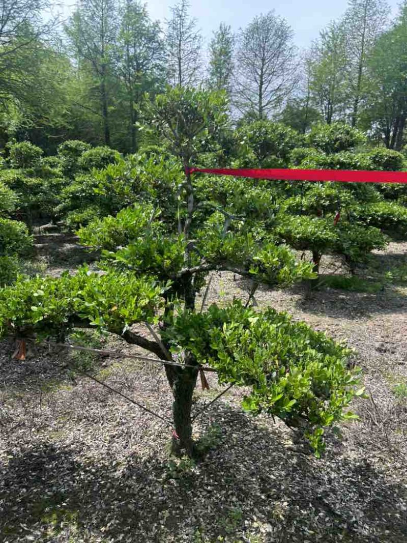 崇明大批黄杨树