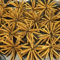 鲜冬虫夏草