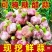 河南紫皮蒜
