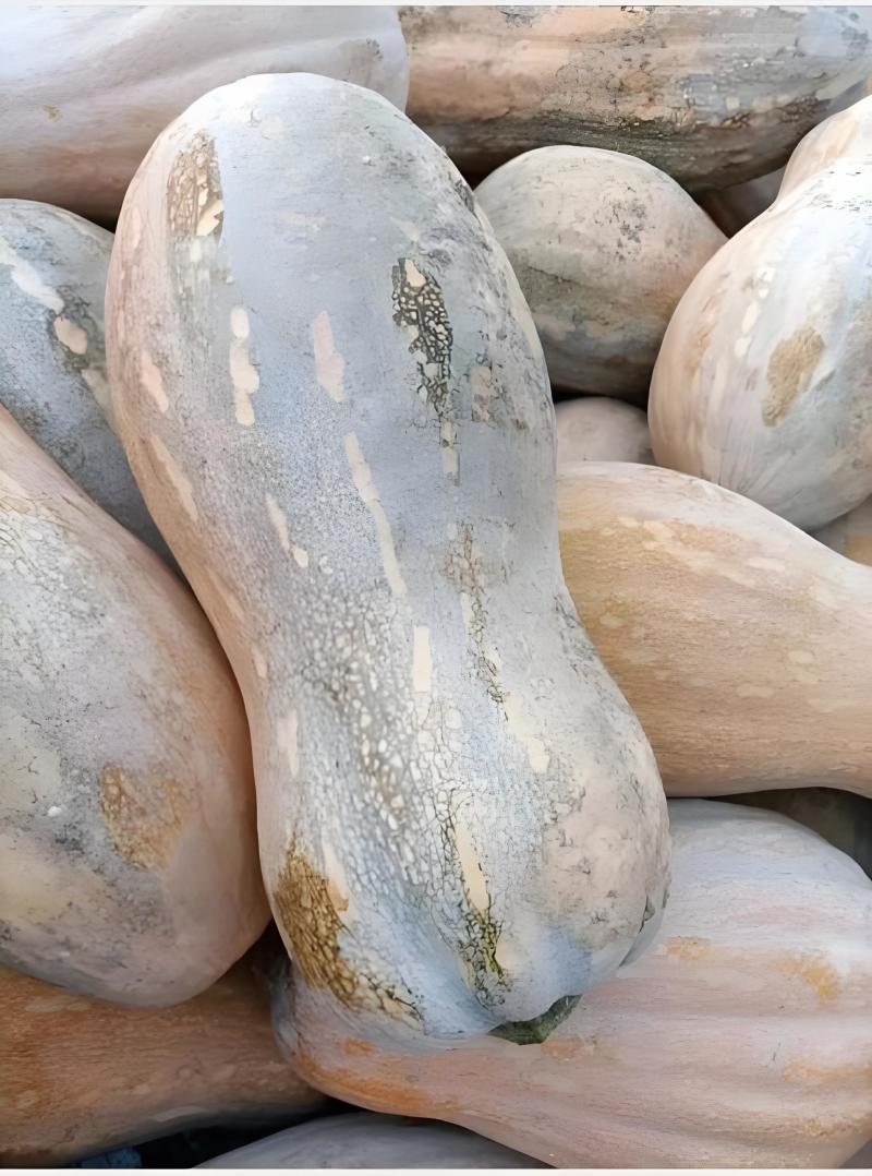 广西南宁蜜本南瓜