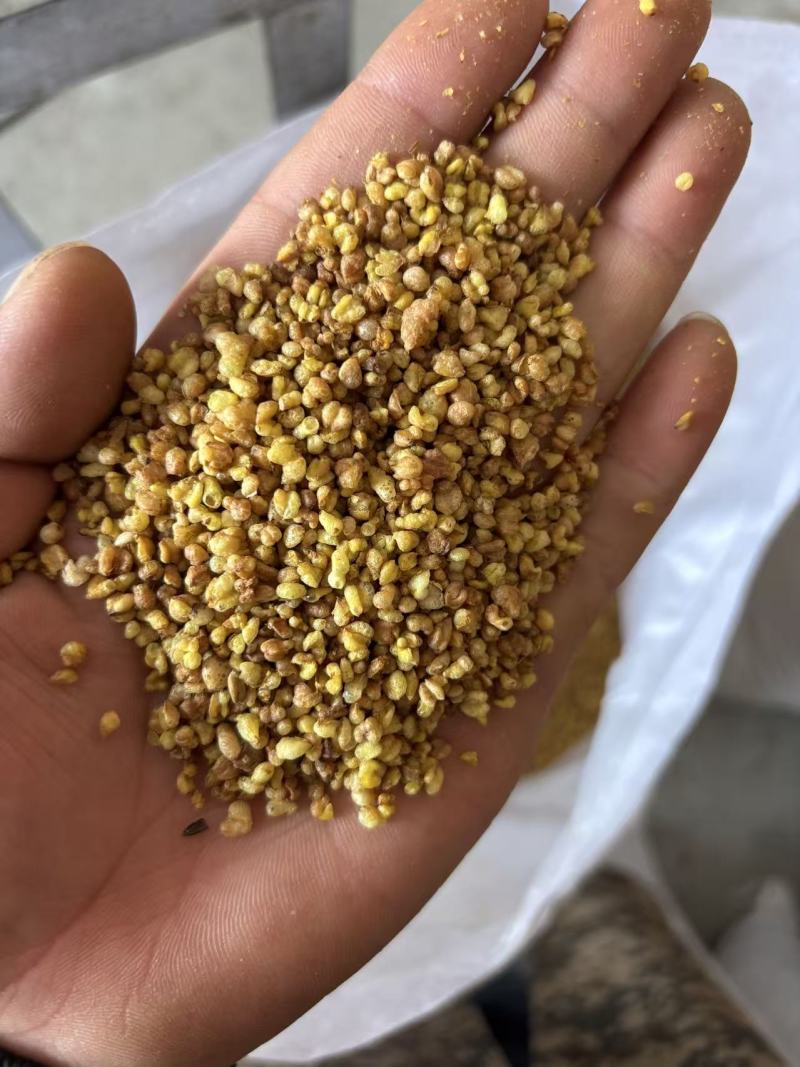 黄苦荞茶批发