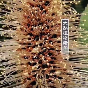 野生百花蜜