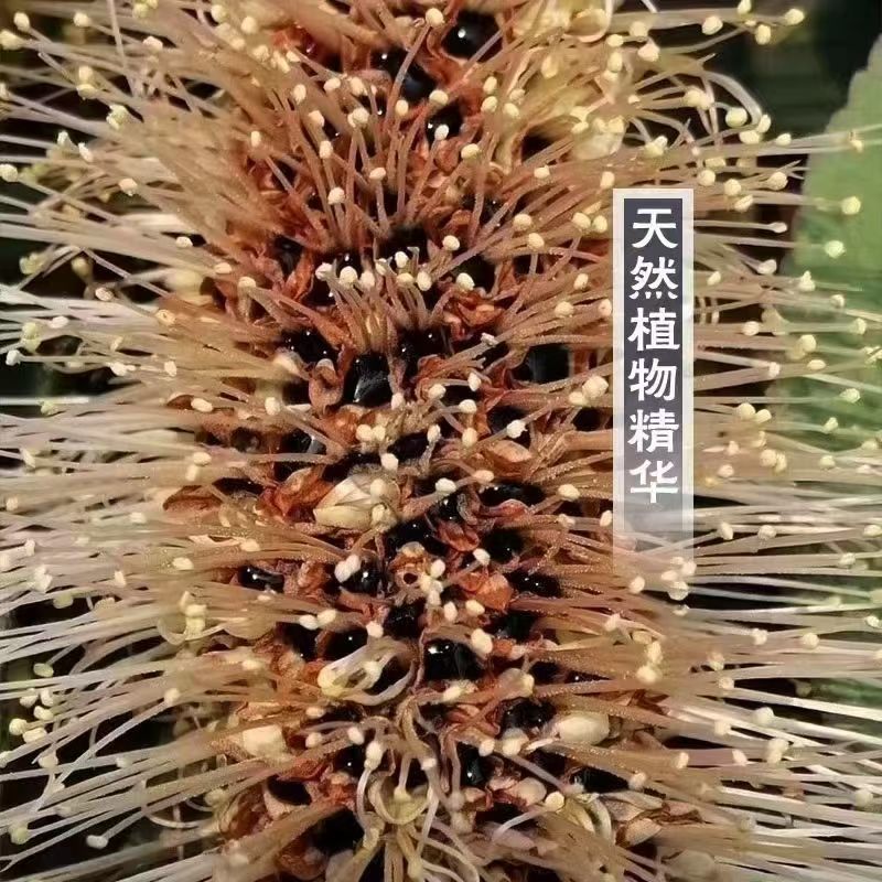 野生百花蜜