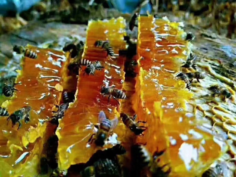 野生百花蜜