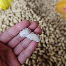 广东徐闻花生五千斤起步