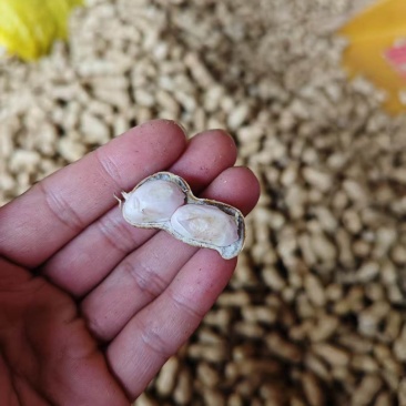 广东徐闻花生五千斤起步