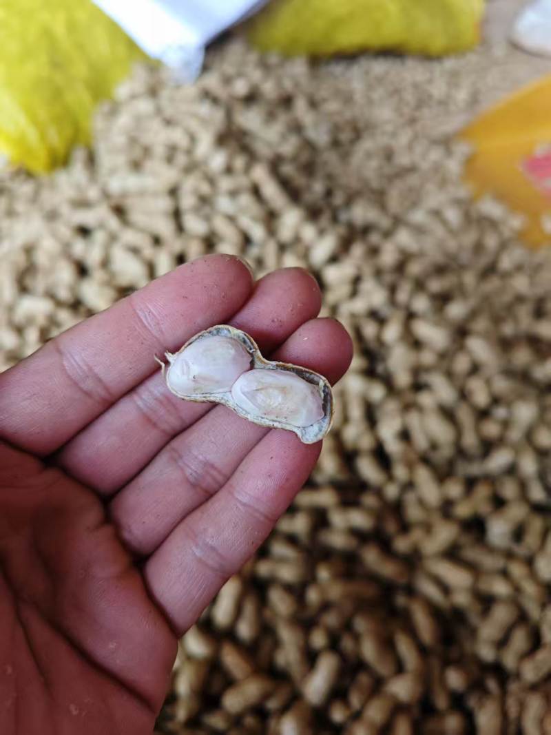广东徐闻花生五千斤起步