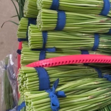 是新鲜农家蒜薹