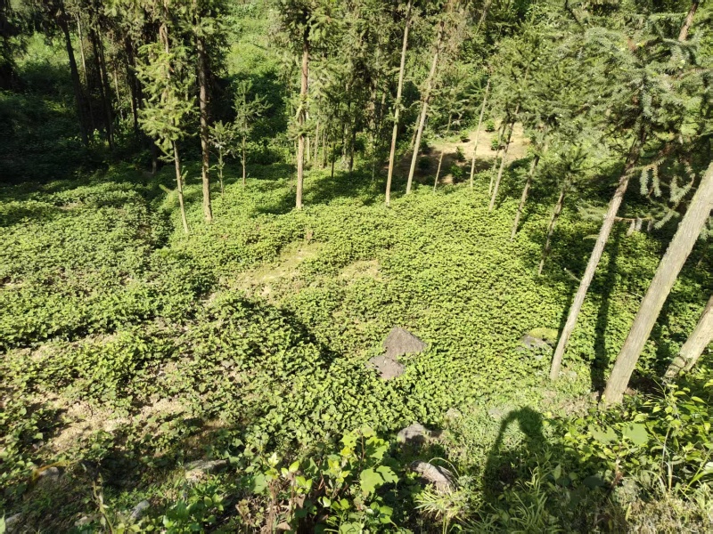 自己山地种植优质鱼腥草
